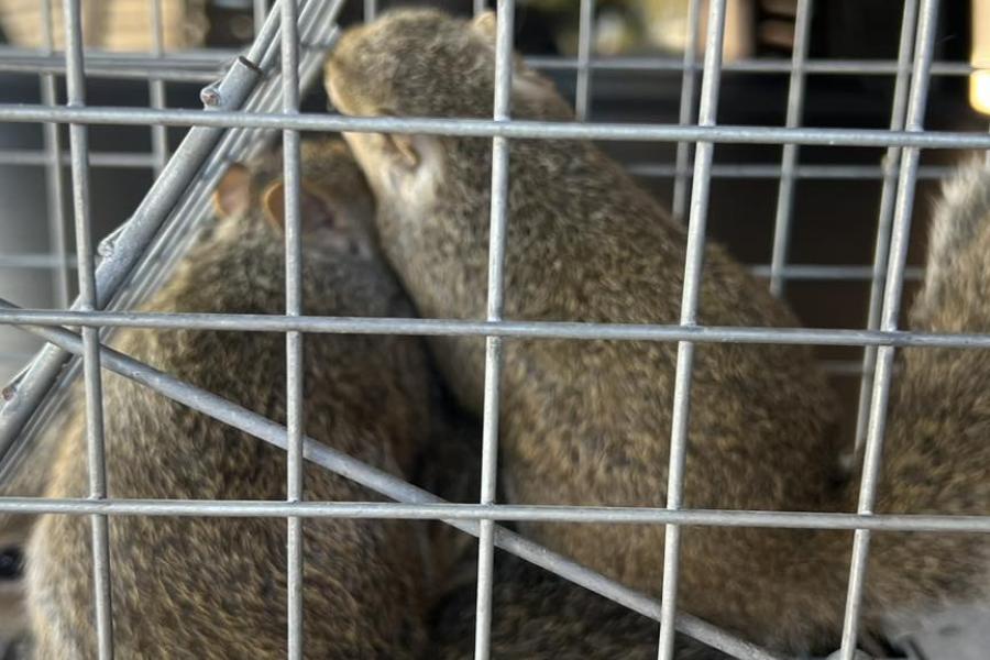 squirrels in cage 