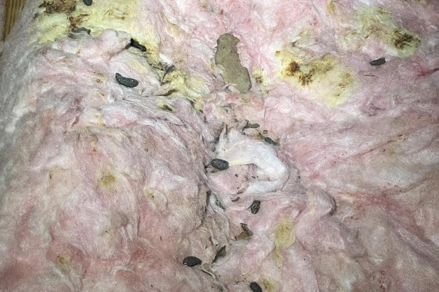 insulation and squirrel droppings 