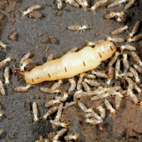 termites gathered around