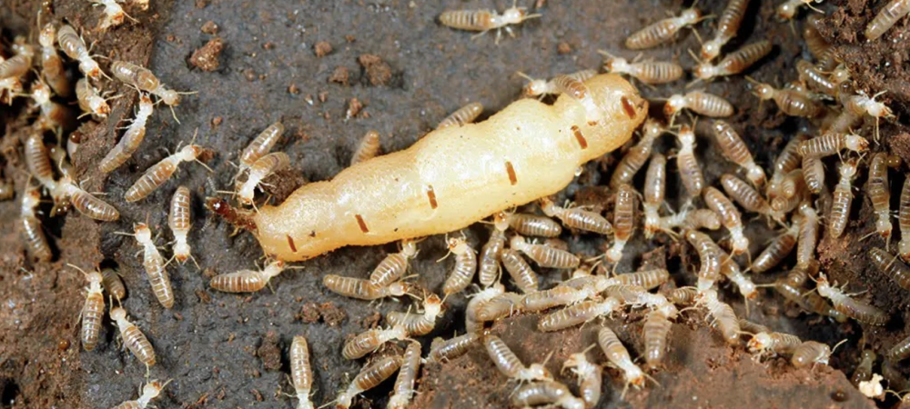 termites gathered around