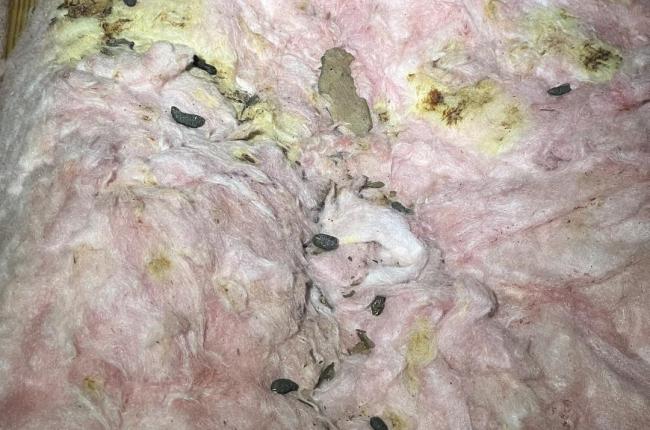squirrel poop in insulation in texas